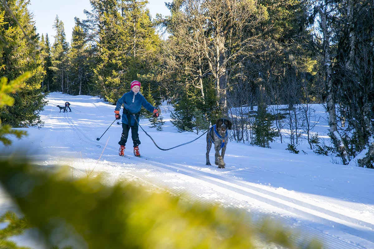 Skiløyper ved Harsjøen Hyttefelt
